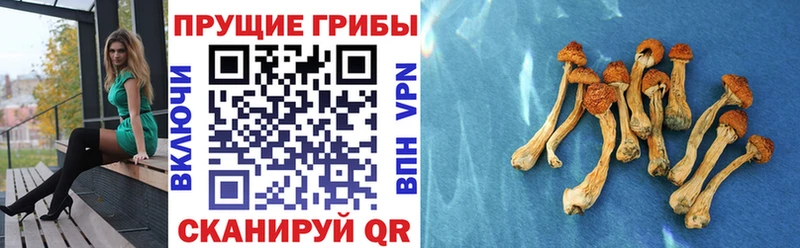 omg   Строитель  Галлюциногенные грибы GOLDEN TEACHER  купить наркотики цена 